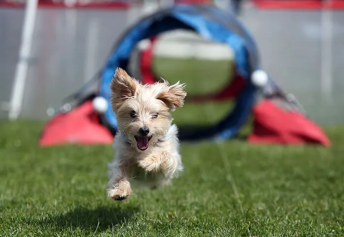Morkie