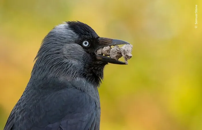 25 Fotos impresionantes que triunfaron en el concurso de Fotógrafo de Fauna salvaje del Año
