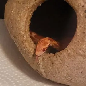 Namea