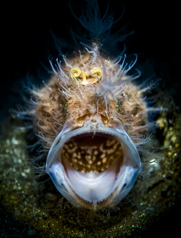 Smartphone, Category Winner: The Roar By Jack Ho