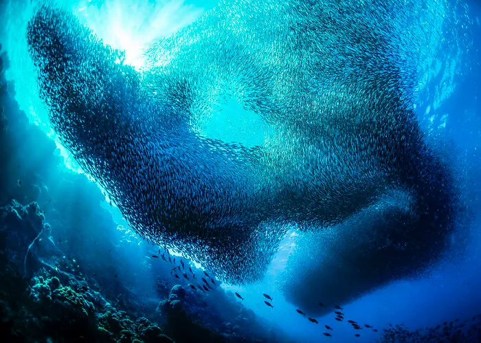 Highly Commended, Wildlife, Sealife, Birdlife Portfolio: Giacomo Marchione, Italy