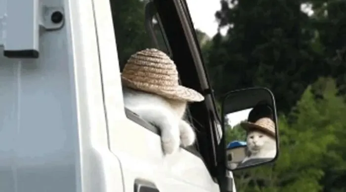 38 Hilarious Cat Moments Caught On Camera, As Shared By “Important Animal Images” (New Pics)