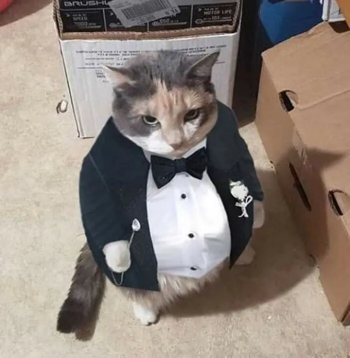 38 Hilarious Cat Moments Caught On Camera, As Shared By “Important Animal Images” (New Pics)