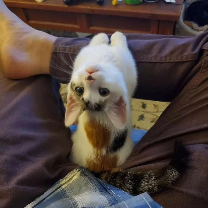 38 Hilarious Cat Moments Caught On Camera, As Shared By “Important Animal Images” (New Pics)
