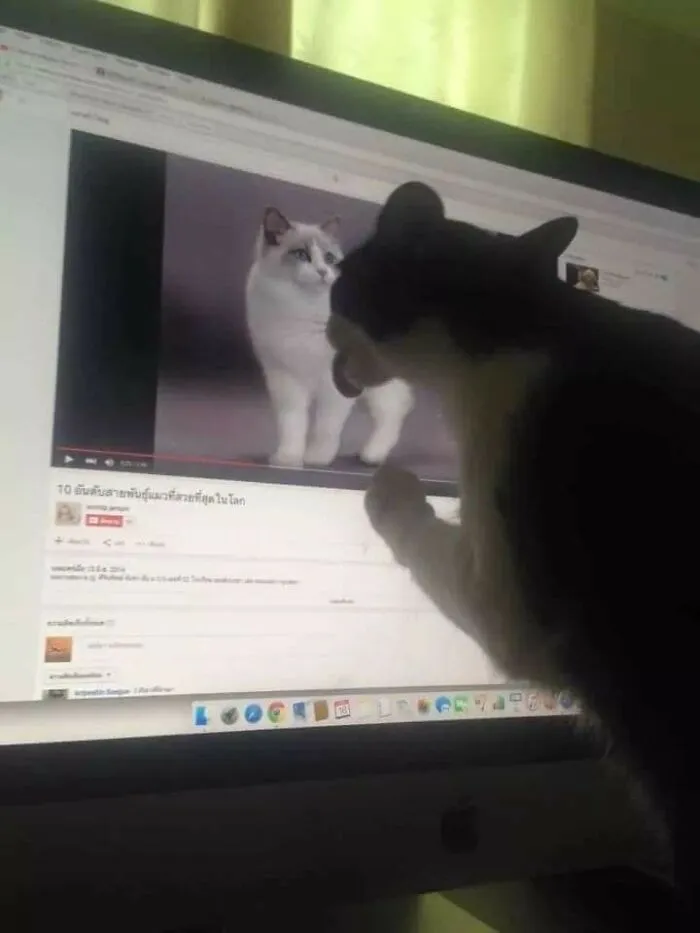 38 Hilarious Cat Moments Caught On Camera, As Shared By “Important Animal Images” (New Pics)