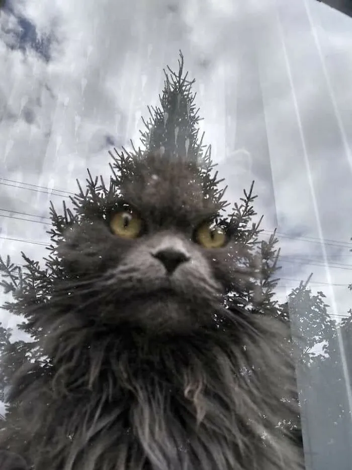 38 Hilarious Cat Moments Caught On Camera, As Shared By “Important Animal Images” (New Pics)