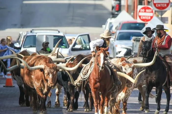No Daytime Cow Parades In London