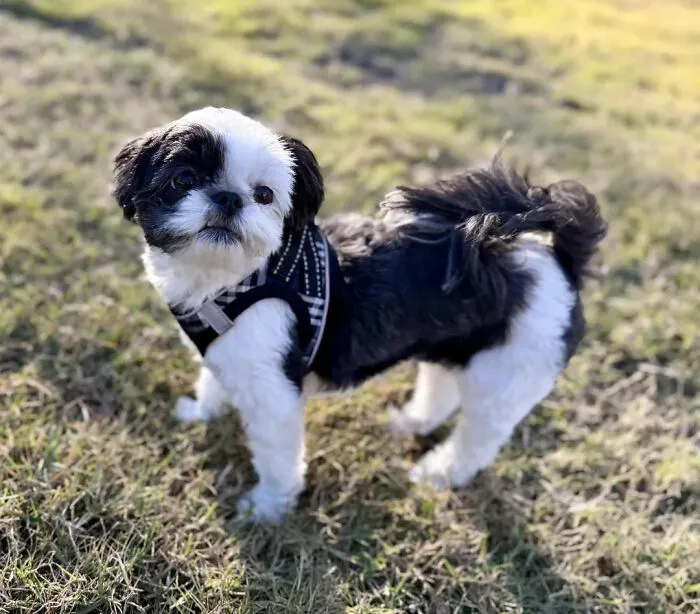 Shorkie