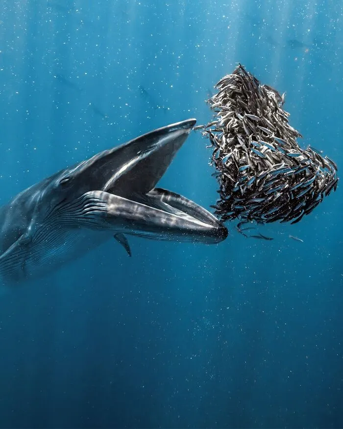 Ocean Photographer Of The Year 2024 - Rafael Fernandez Caballero