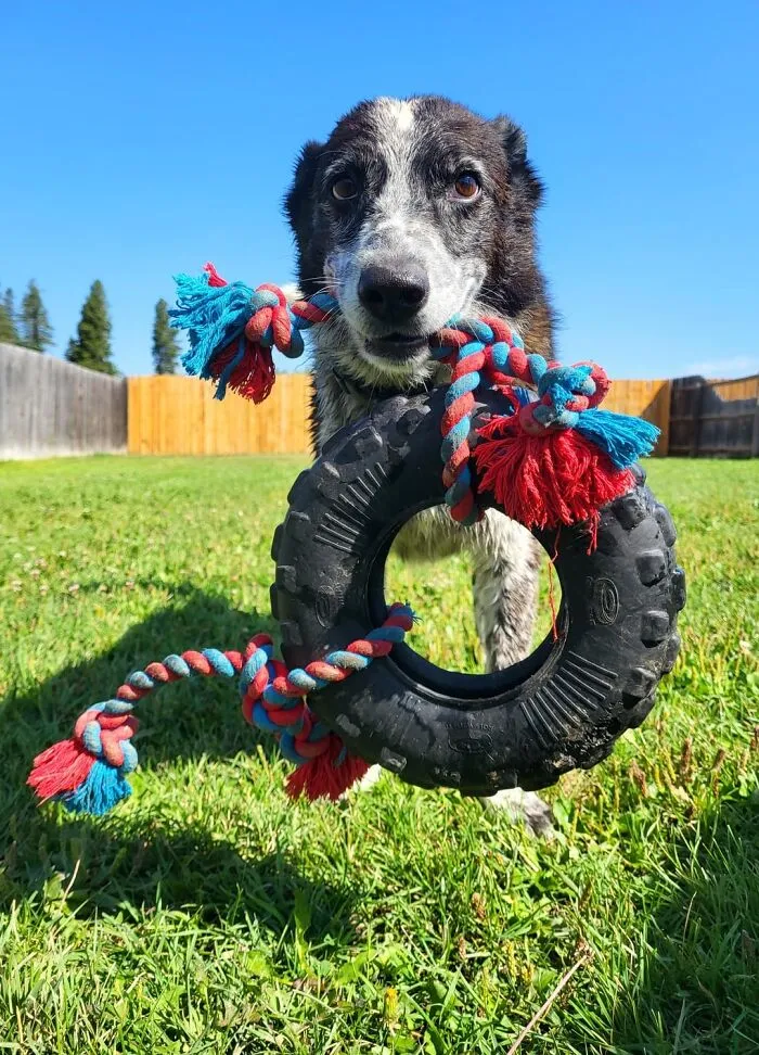 Dog Owners Are Sharing The Best Daycare Moments, And Here Are 51 That Stole The Show