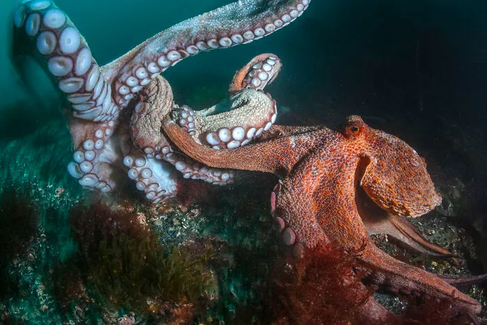 British Waters Wide Angle, Runner Up: Dusk Encounter By Kirsty Andrews