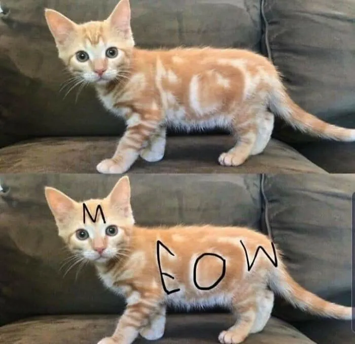 38 Hilarious Cat Moments Caught On Camera, As Shared By “Important Animal Images” (New Pics)