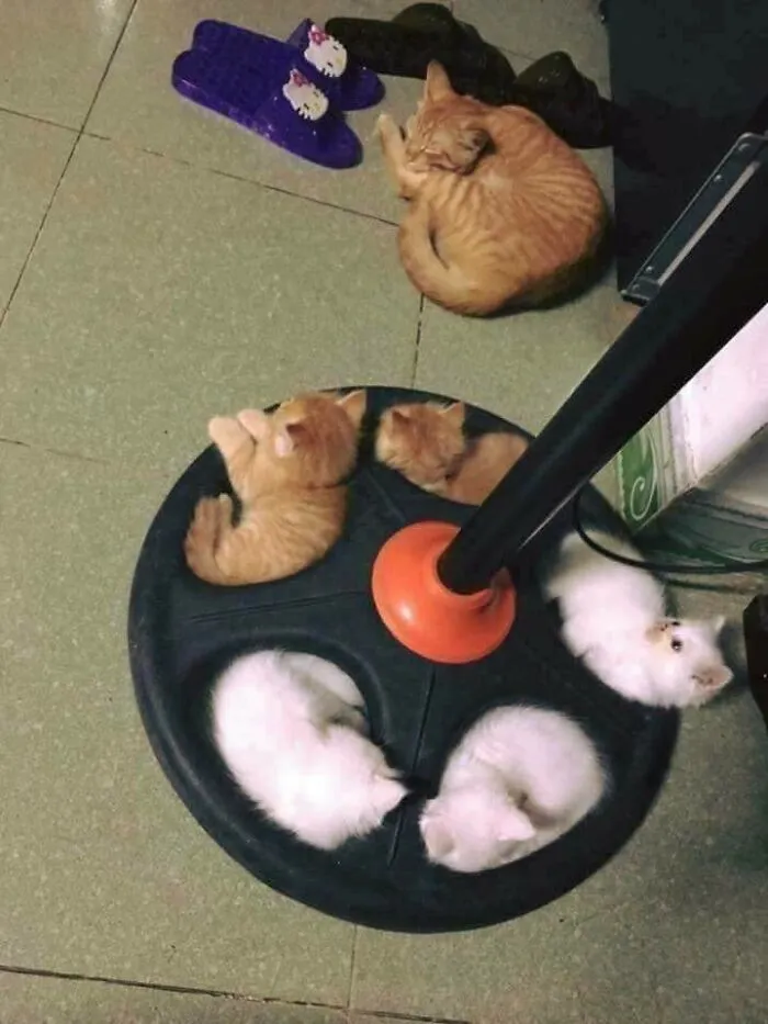 38 Hilarious Cat Moments Caught On Camera, As Shared By “Important Animal Images” (New Pics)