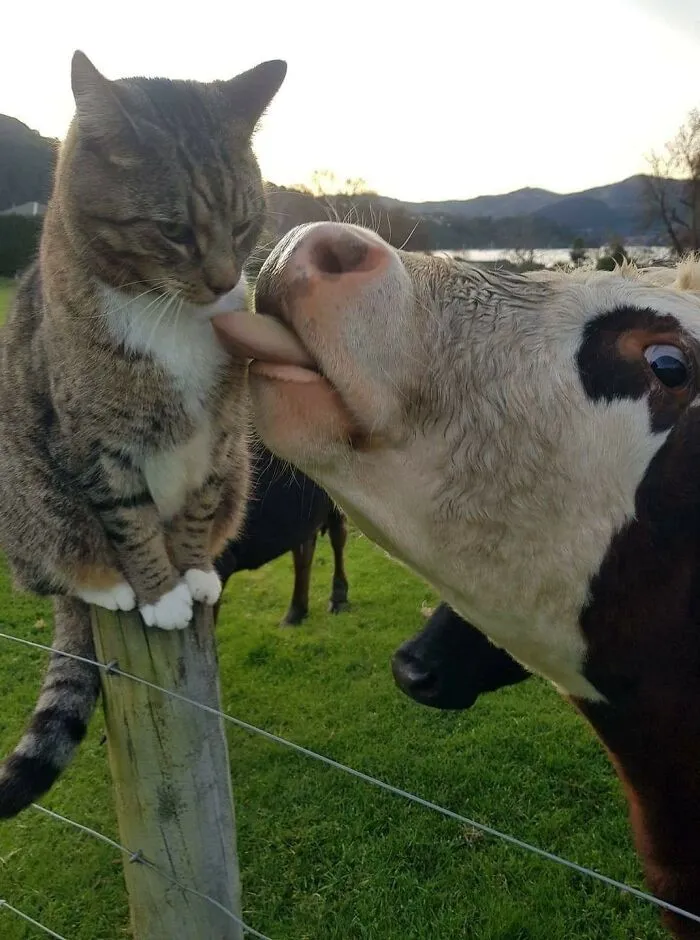 38 Hilarious Cat Moments Caught On Camera, As Shared By “Important Animal Images” (New Pics)