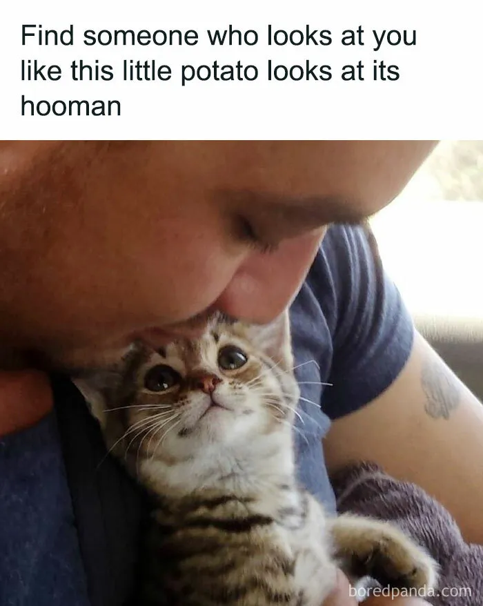 81 Times Cats Were So Ridiculous, Silly, Or Dramatic That They Had To Become Memes