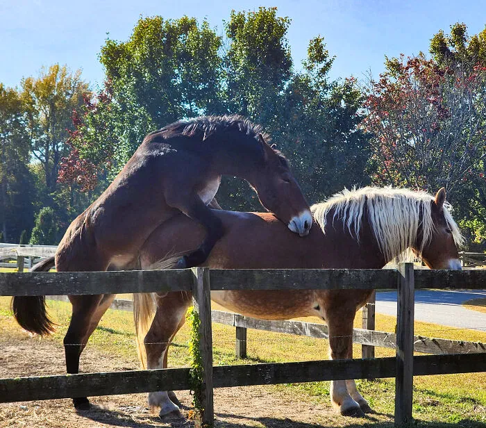 Ohio Law Forces Horses To Get A Room
