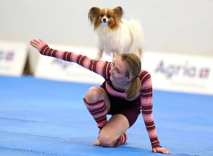 Papillon