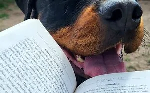 Dog Owners Are Sharing The Best Daycare Moments, And Here Are 51 That Stole The Show