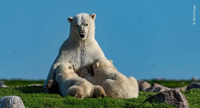 25 Fotos impresionantes que triunfaron en el concurso de Fotógrafo de Fauna salvaje del Año