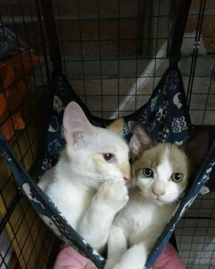 38 Hilarious Cat Moments Caught On Camera, As Shared By “Important Animal Images” (New Pics)