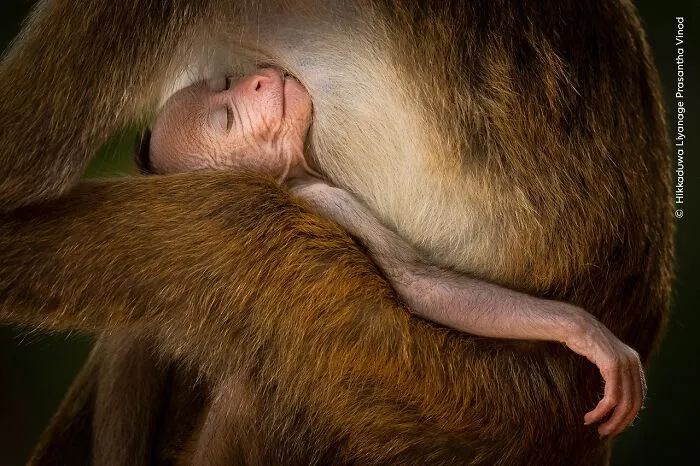 25 Fotos impresionantes que triunfaron en el concurso de Fotógrafo de Fauna salvaje del Año