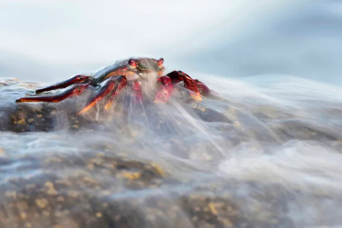 Special Mention, Wildlife, Sealife, Birdlife Portfolio: Javier Herranz Casellas, Spain