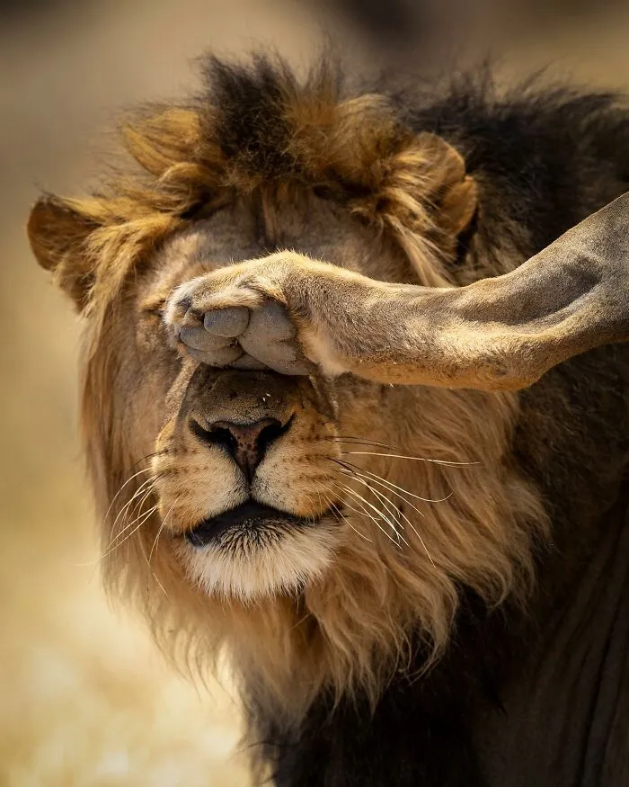 30 Fotos divertidas de fauna captadas en el momento justo