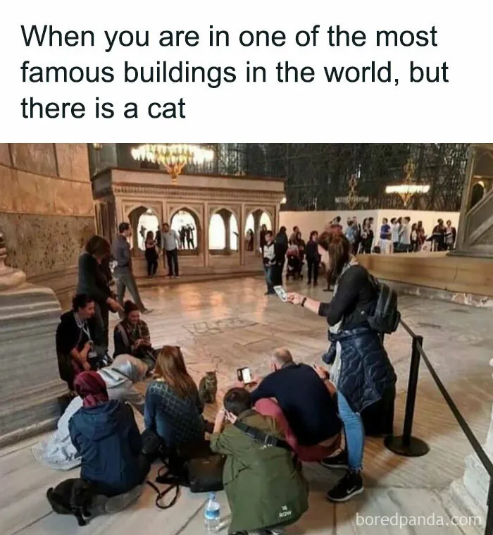 81 Times Cats Were So Ridiculous, Silly, Or Dramatic That They Had To Become Memes