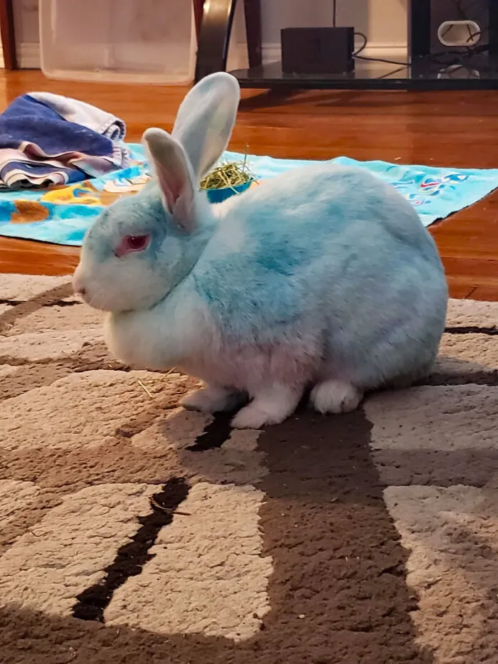 Kentucky Was Forced To Ban Colourful Animals