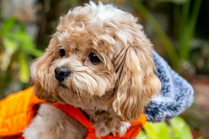 Shih-Poo