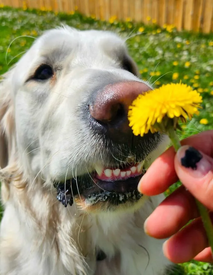 Golden retriever dog sniffing a yellow flower outdoors, capturing adorable daycare moments shared by dog owners.