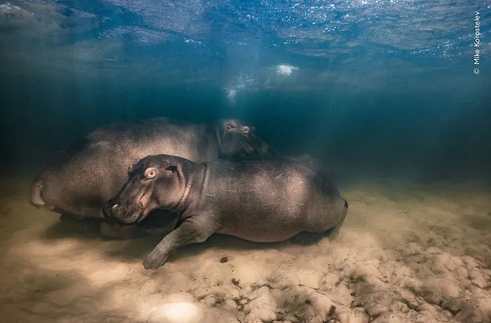 40 Breathtaking Shots That Won Awards In The Wildlife Photographer Of The Year Competition