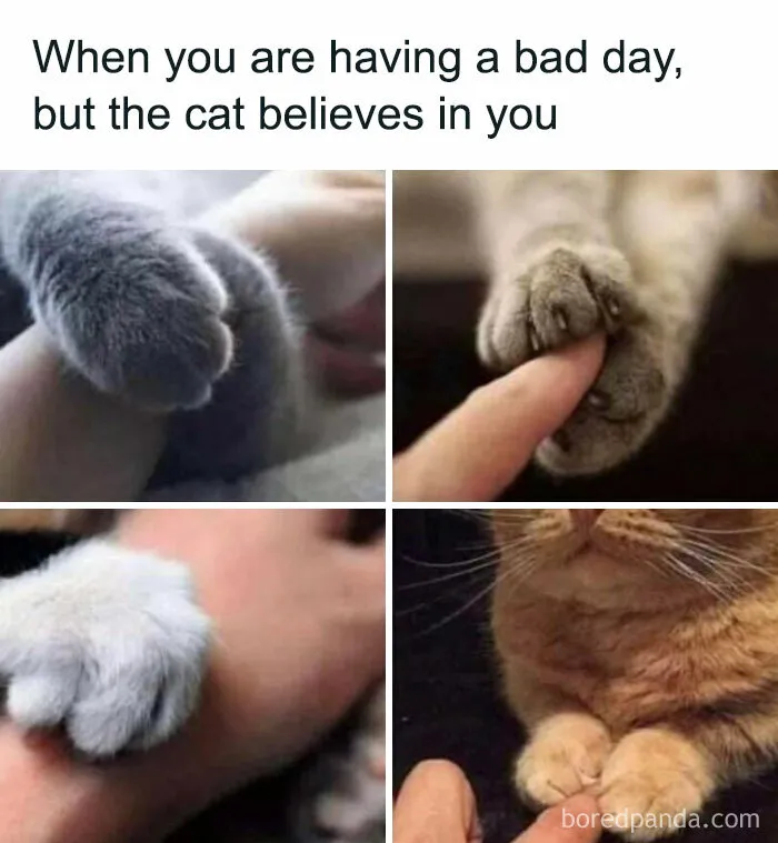81 Times Cats Were So Ridiculous, Silly, Or Dramatic That They Had To Become Memes