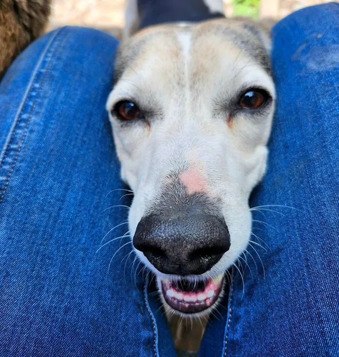 Dog Owners Are Sharing The Best Daycare Moments, And Here Are 51 That Stole The Show