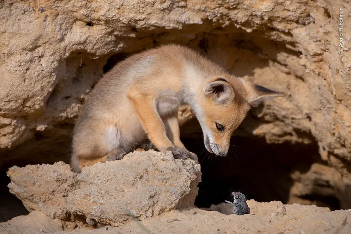 25 Fotos impresionantes que triunfaron en el concurso de Fotógrafo de Fauna salvaje del Año
