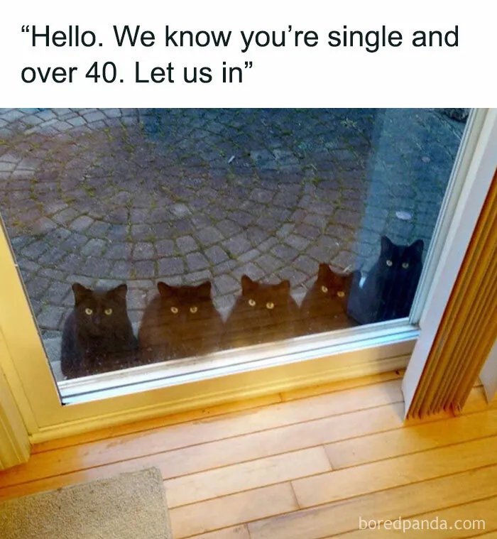 81 Times Cats Were So Ridiculous, Silly, Or Dramatic That They Had To Become Memes