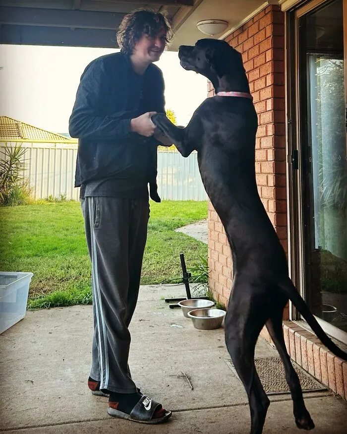 China Bans Tall Dogs
