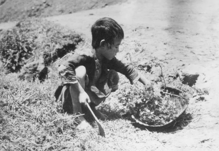 Great Chinese Famine, 1959-1961