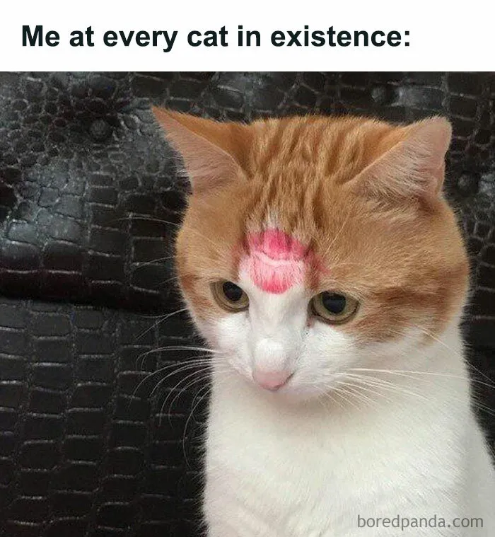 Orange and white cat with a lipstick kiss mark on its forehead, a popular chucklesome cat meme on the internet.