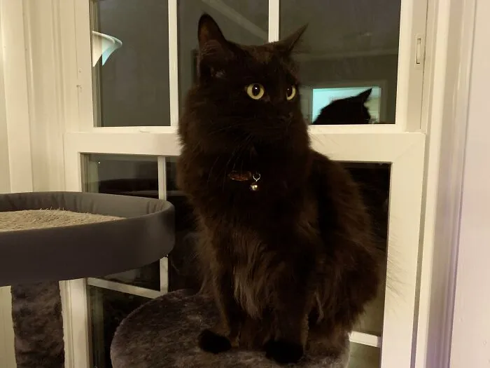 Your Black Cat Has To Wear A Bell In Indiana