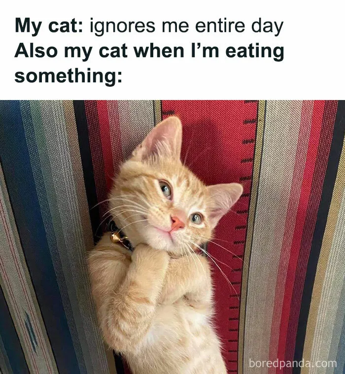 81 Times Cats Were So Ridiculous, Silly, Or Dramatic That They Had To Become Memes