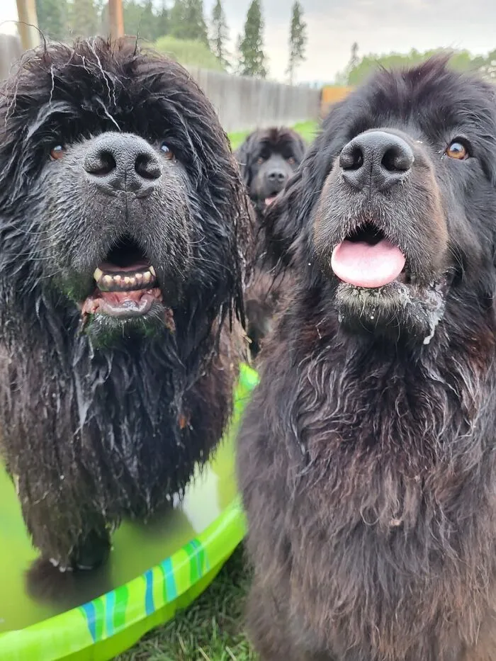 Three large wet dogs enjoying a playful moment at daycare, with happy expressions and muddy fur outdoors.