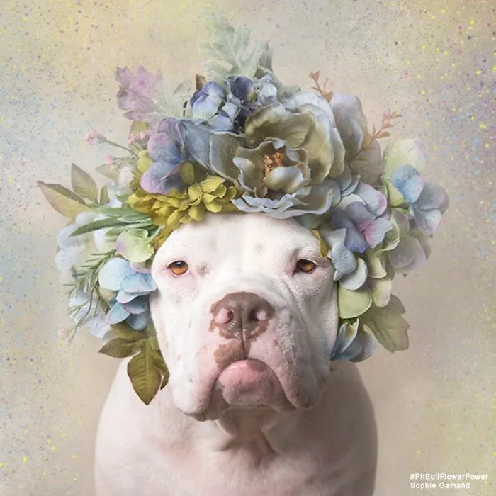 “He Isn’t A Pit Bull, He Is A Flower Dog!”: 26 New Photos Changing Perception One Person At A Time