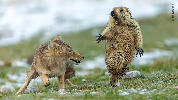 25 Fotos impresionantes que triunfaron en el concurso de Fotógrafo de Fauna salvaje del Año