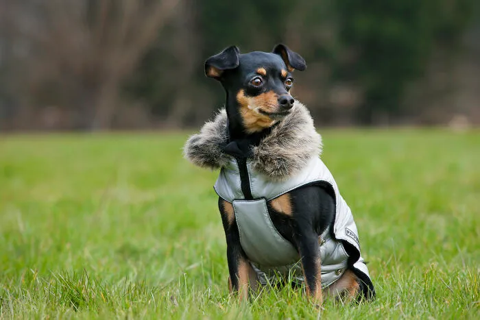 Miniature Pinscher