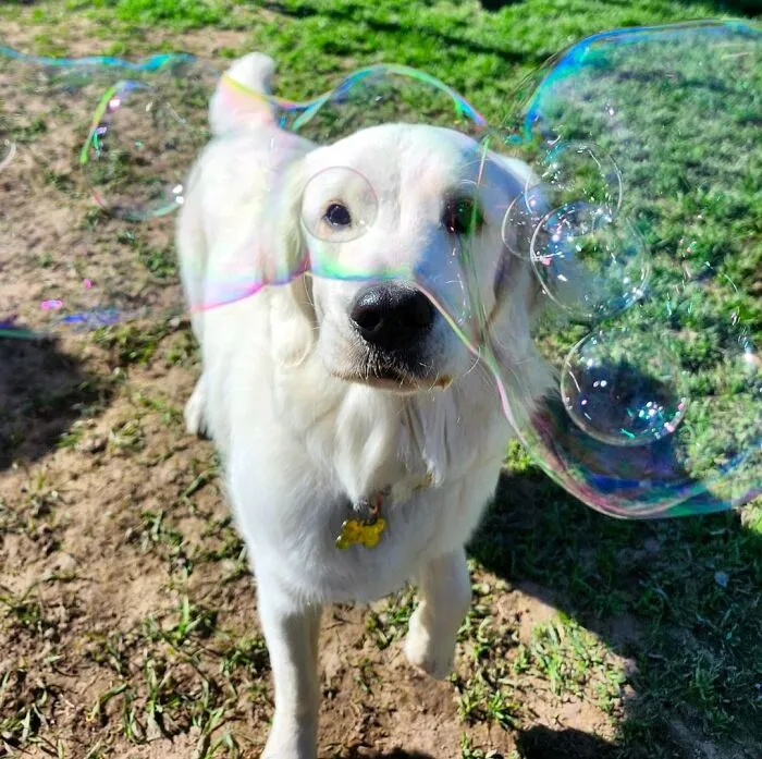 Dog Owners Are Sharing The Best Daycare Moments, And Here Are 51 That Stole The Show