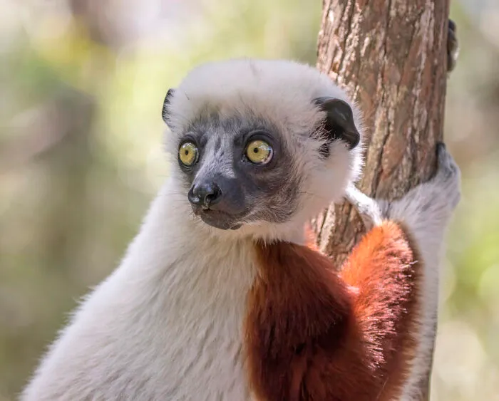 Verreaux's Sifaka (Propithecus Verreauxi) Near Réserve Peyrieras, Madagascar
