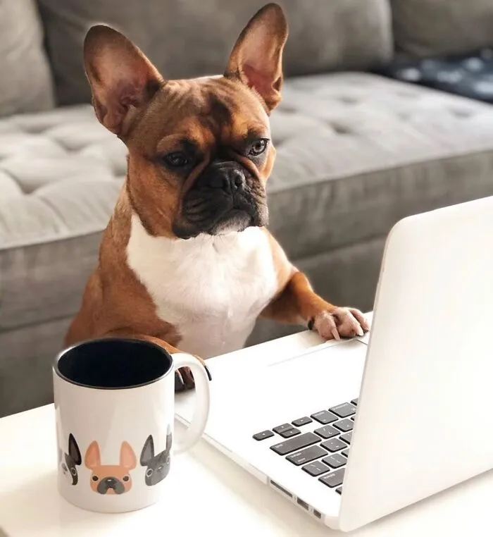 This Page Shared 59 Funny Pics Of Dogs Who Somehow Became The Cutest Remote Workers Ever