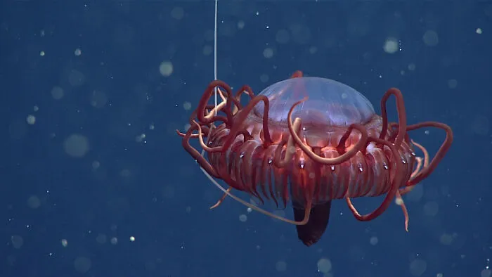 Deep-Sea Crown Jelly