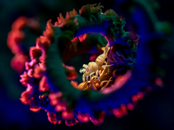 Macro, Category Winner: Calm At The Heart Of Turmoil By Seongcheol Cho
